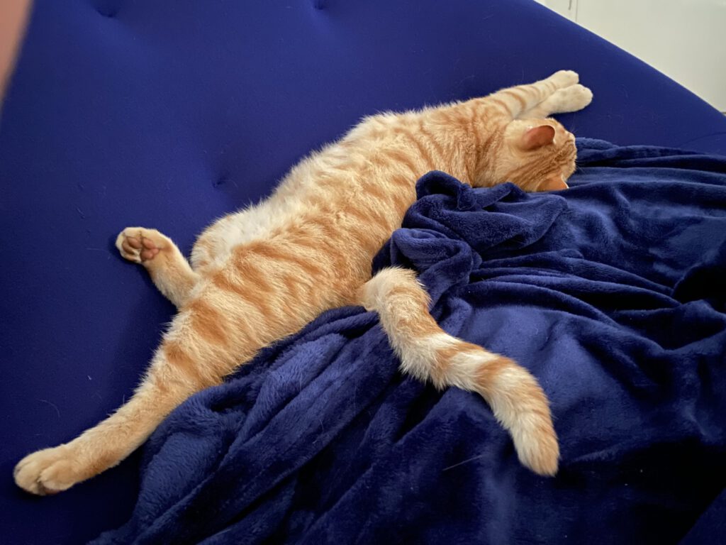 Der Kater