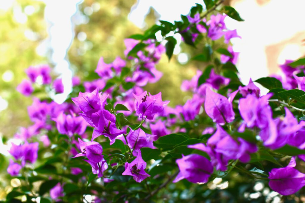 Bougainvilleas